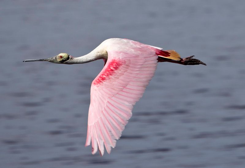 Roseate Spoonbill