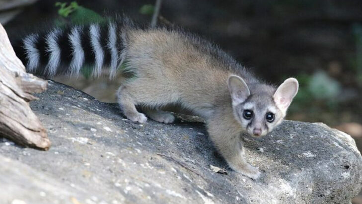 14 Nevada Animals That Prefer Hunting In Complete Darkness