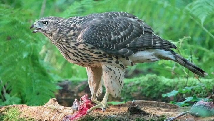 14 Wildlife Species In Wyoming Known For Lightning-Fast Reactions