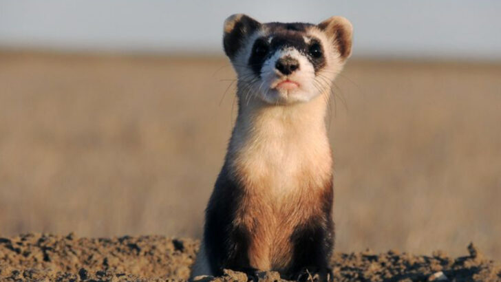 15 Animals Texans Love Keeping As Pets Besides Dogs And Cats