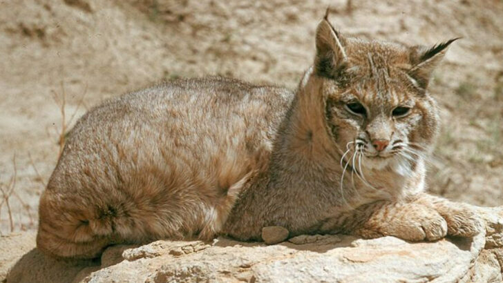 15 Florida Animals That Become Most Impressive After Dark