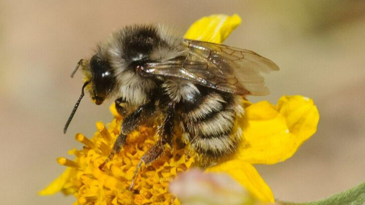 15 Insects That Practically Rule Pennsylvania During The Warmer Months