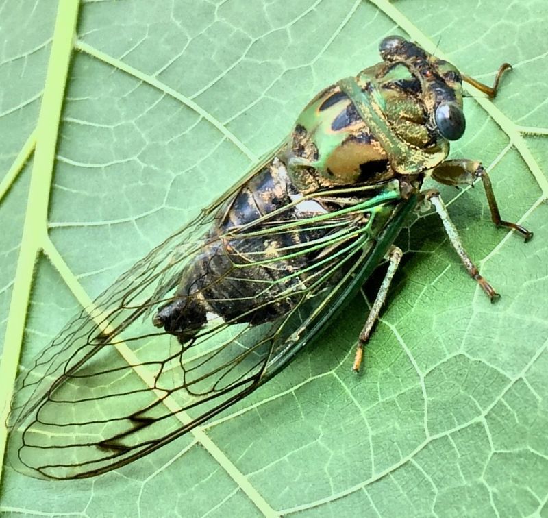 Eastern Cicada