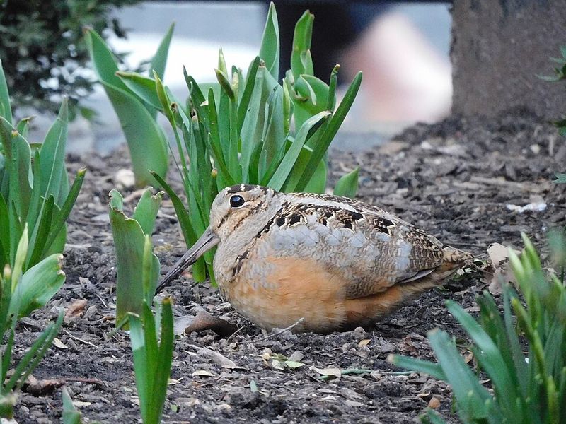 American Woodcock