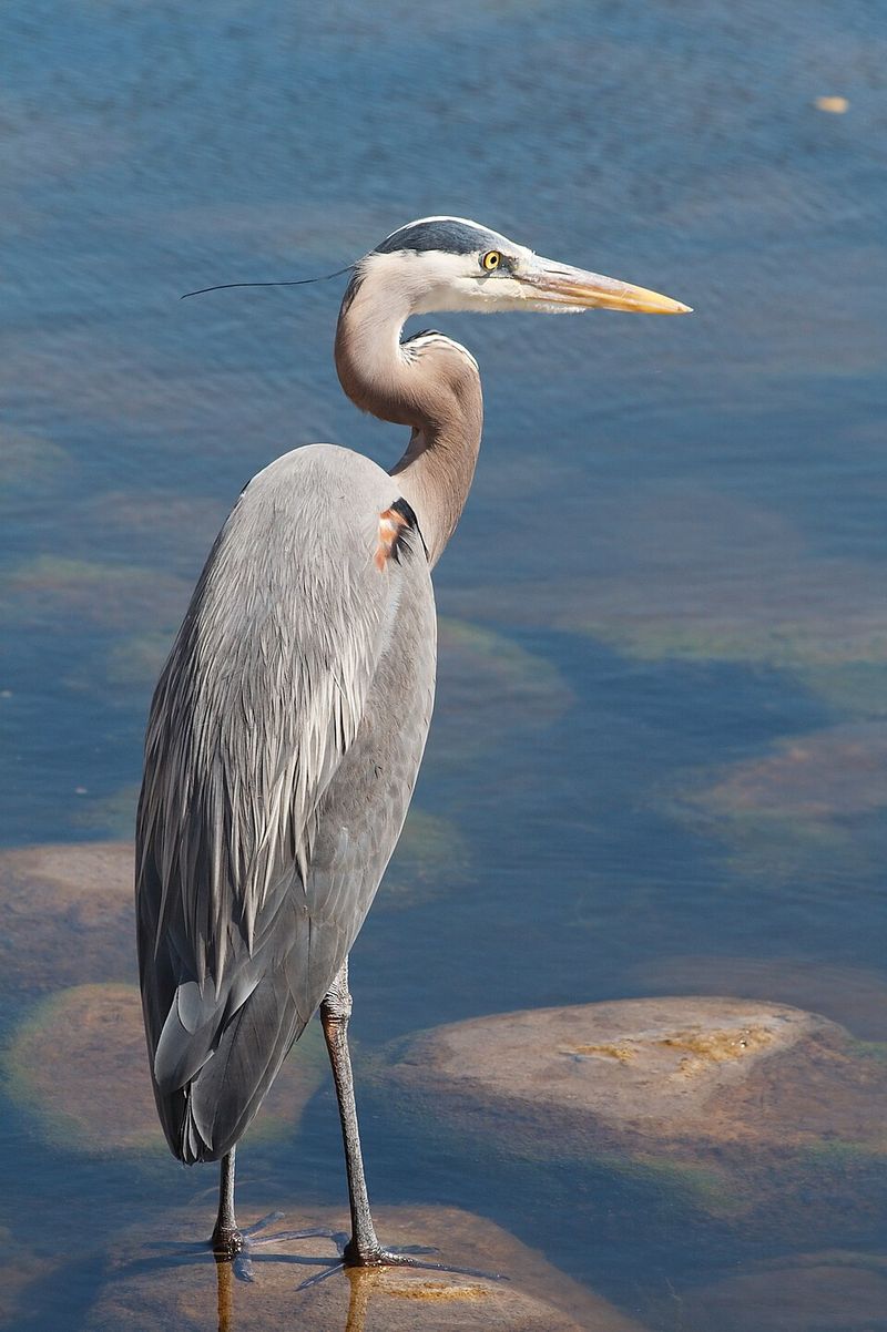 Great Blue Heron