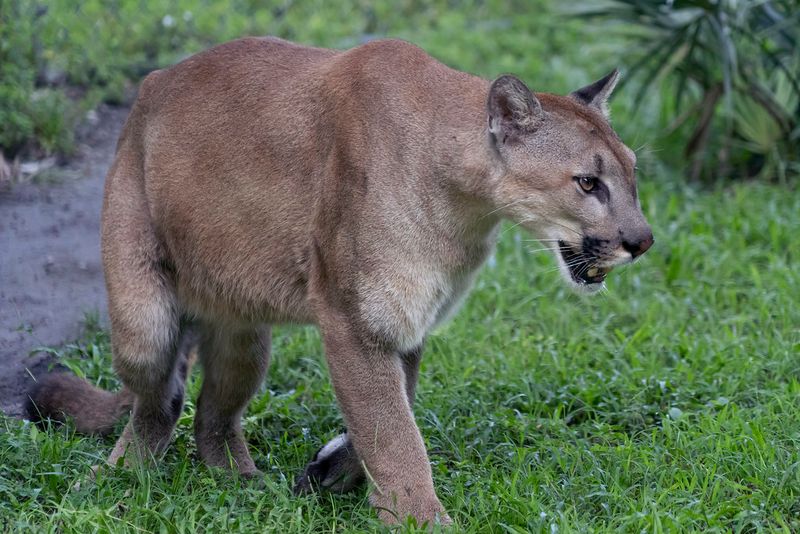 Florida Panther