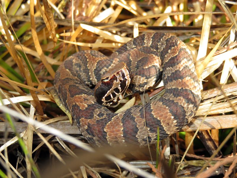 Cottonmouth