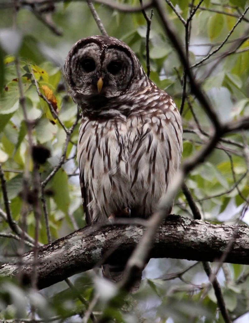 Barred Owl