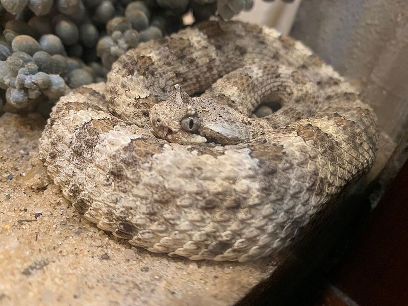 Sidewinder Rattlesnake