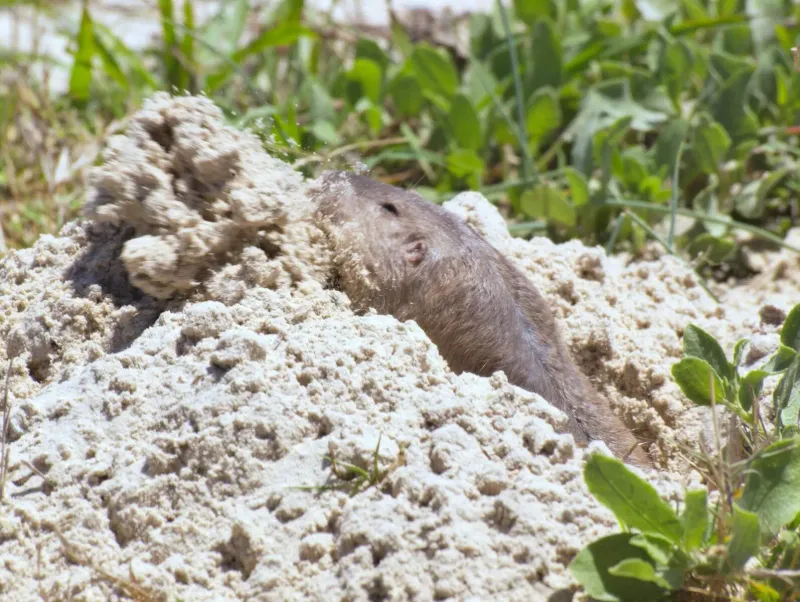 Plains Pocket Gopher