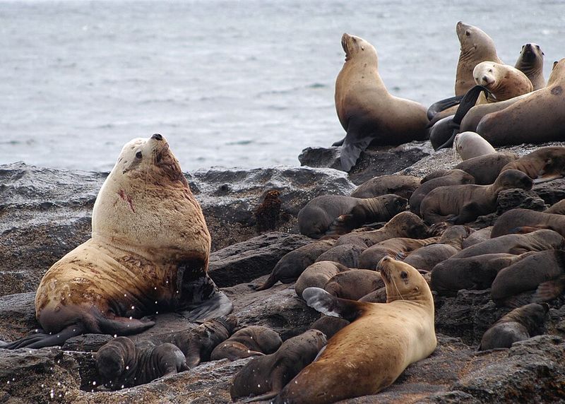 Steller Sea Lion