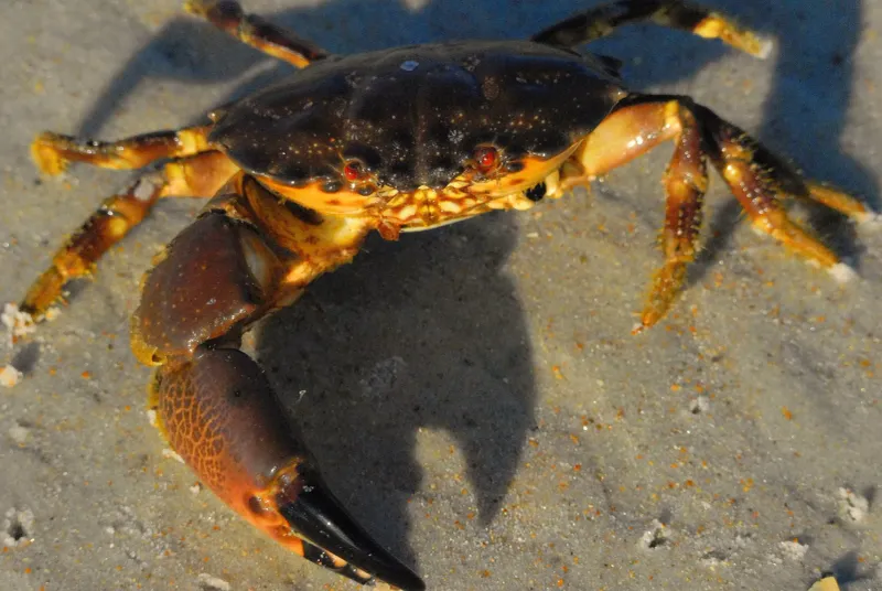Florida Stone Crab