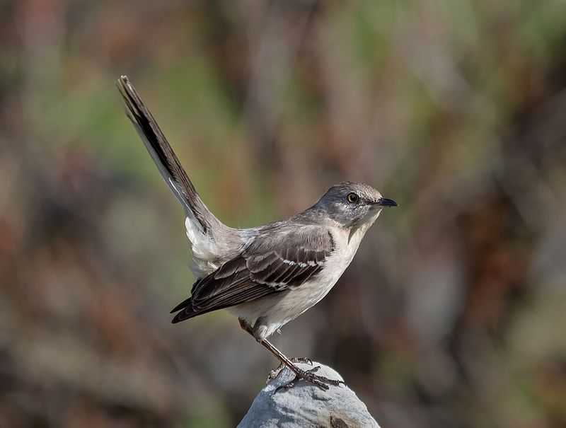 Northern Mockingbird
