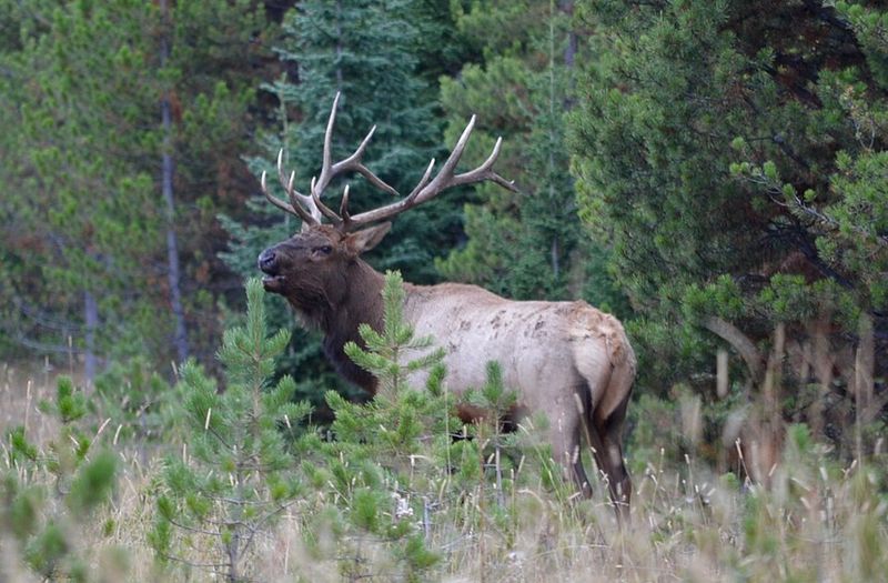 Elk