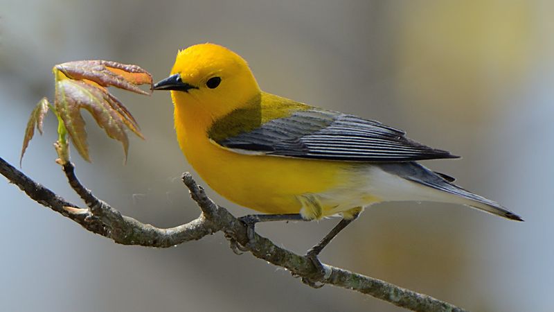 Prothonotary Warbler