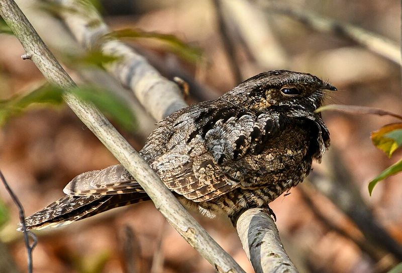 Eastern Whip-poor-will