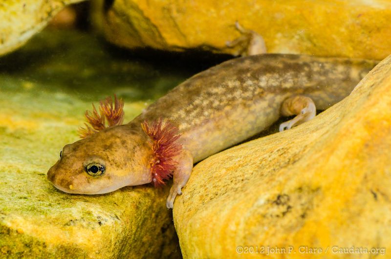Pacific Giant Salamander