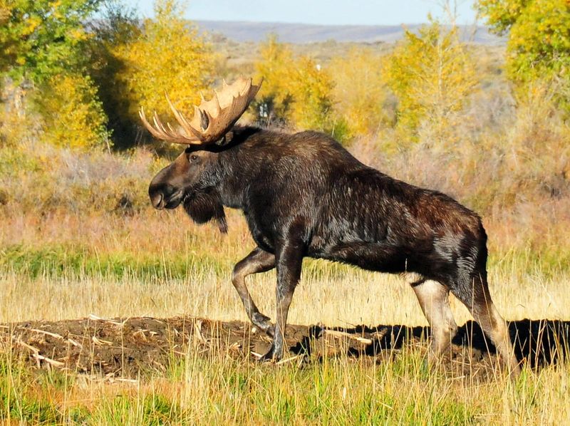 Moose