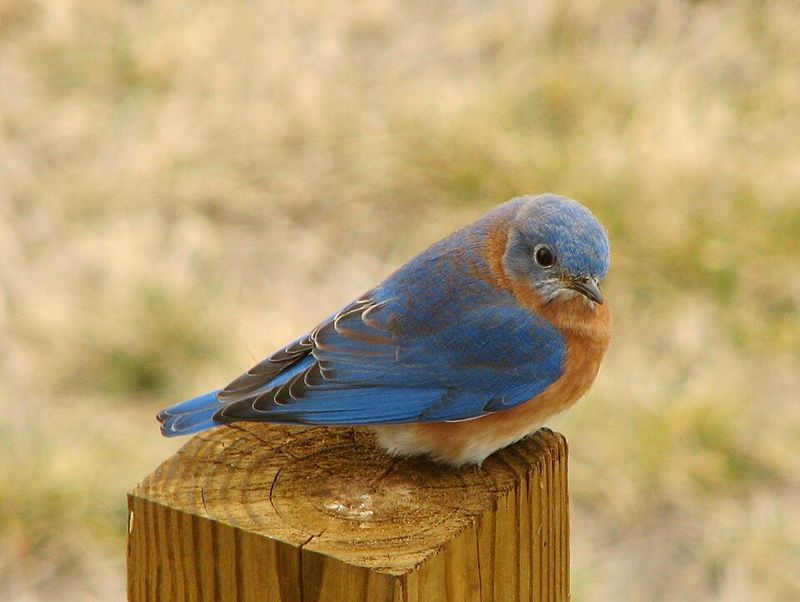 Eastern Bluebird