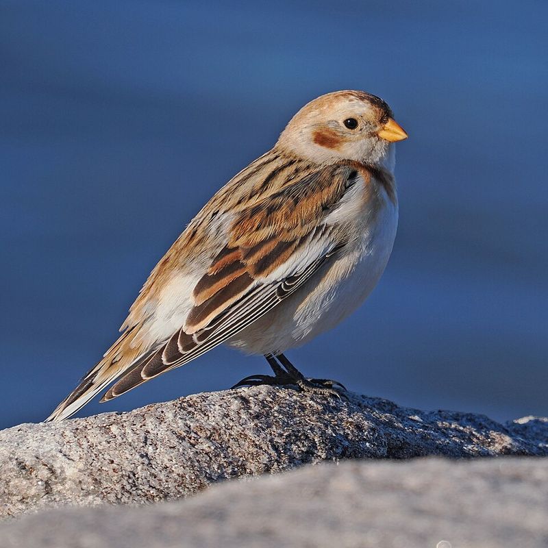 Snow Bunting