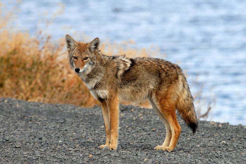 Coyote