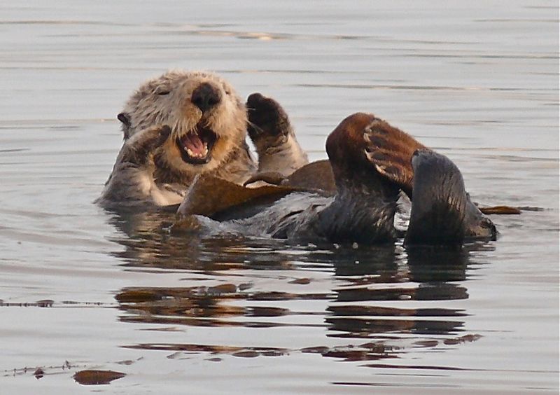 Sea Otter