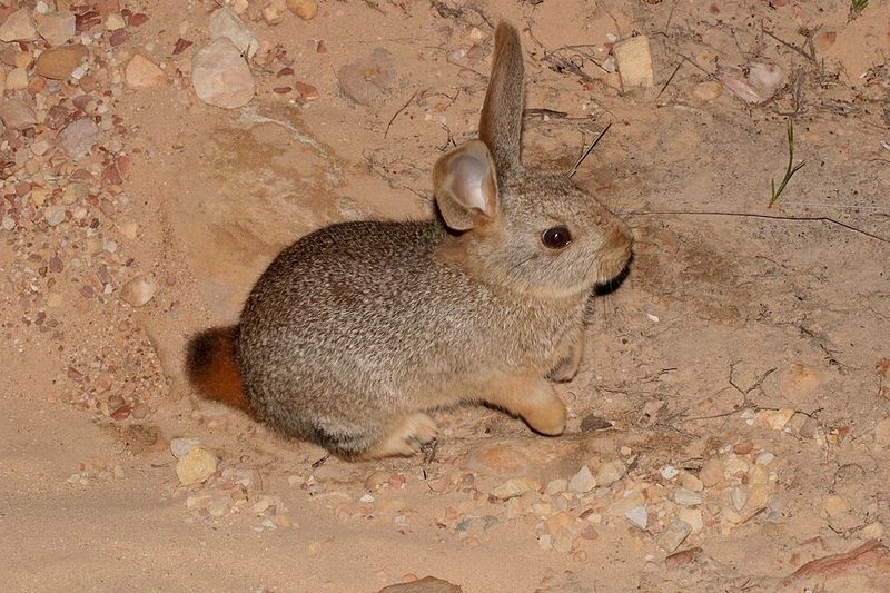 Pygmy Rabbit
