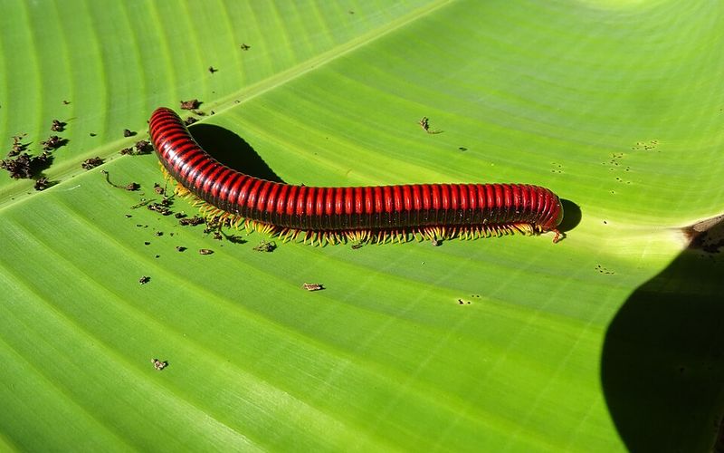 Millipede