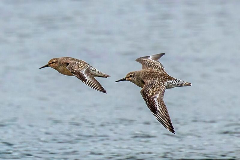 Red Knot