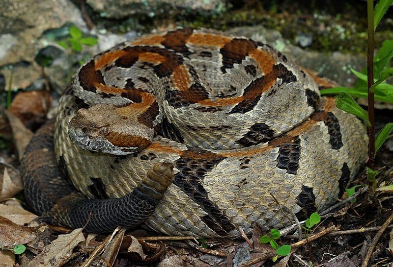 Prairie Rattlesnake
