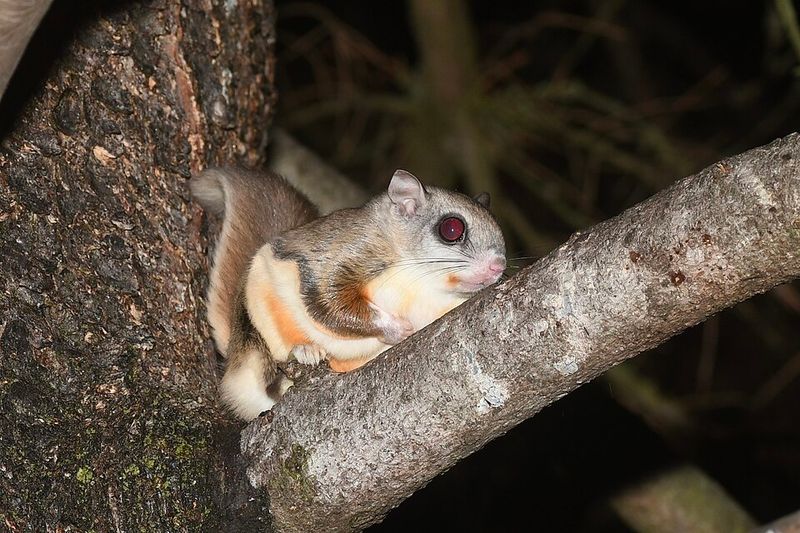 West Virginia Northern Flying Squirrel