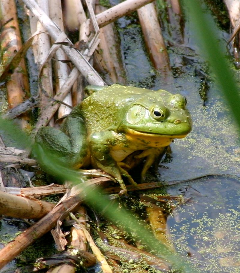 American Bullfrog