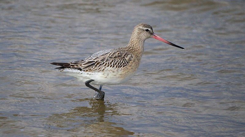 Bar-Tailed Godwit