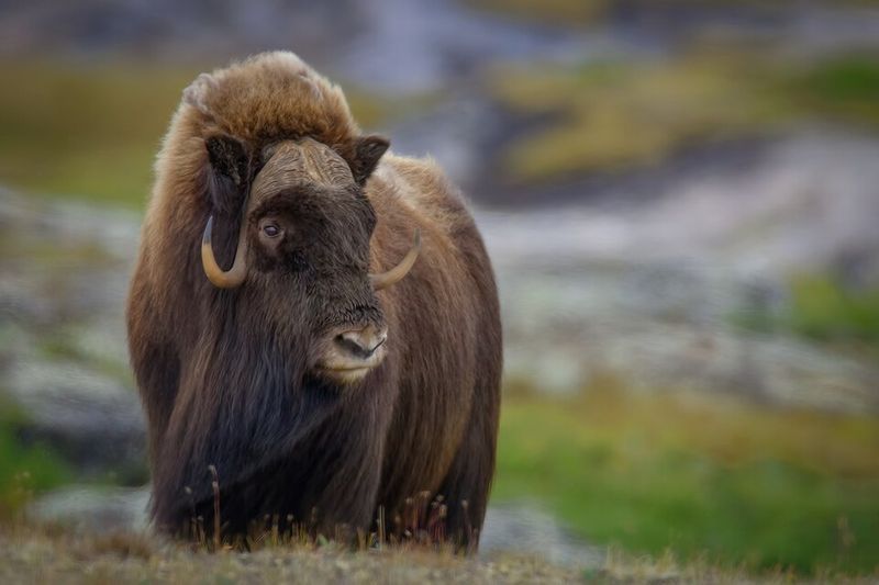 Musk Ox