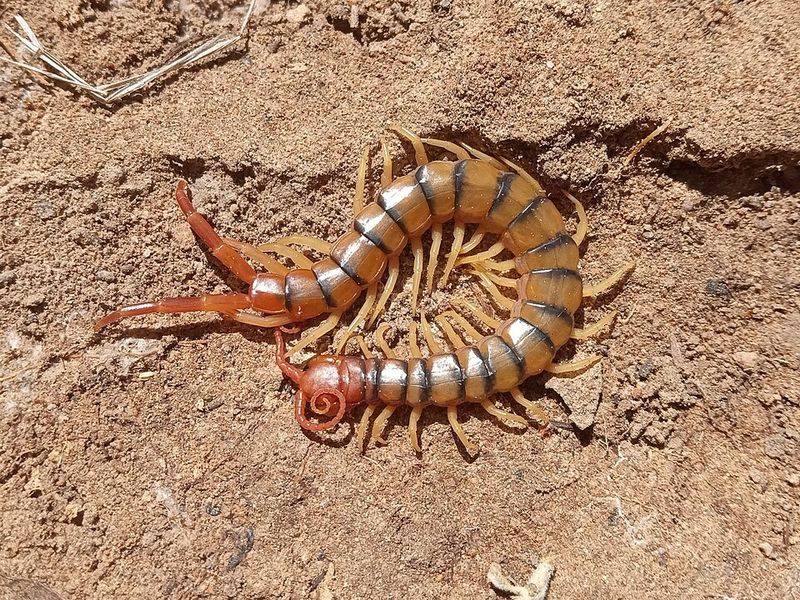 Desert Centipede