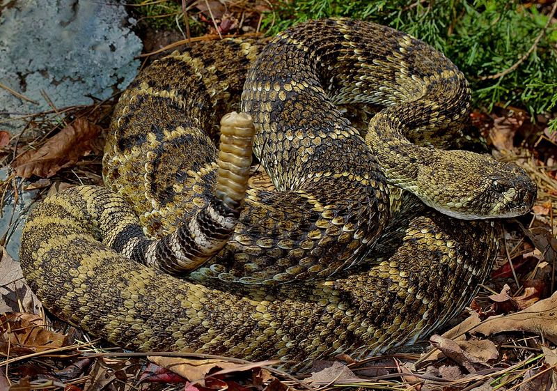 Western Diamondback Rattlesnake