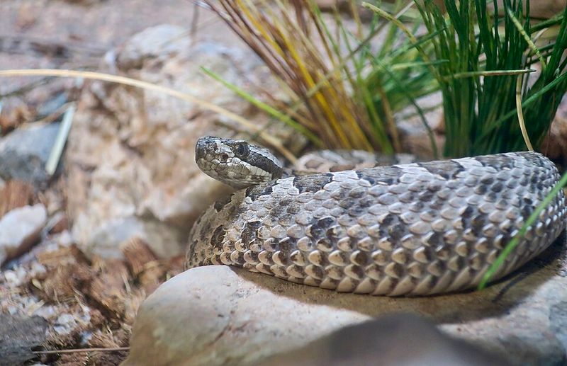 Desert Massasauga