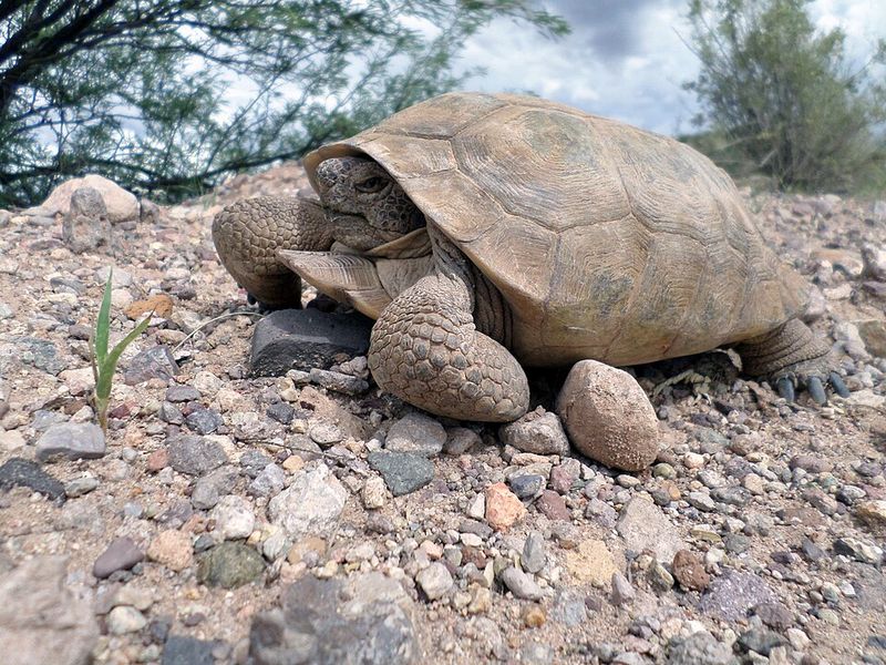 Desert Tortoise