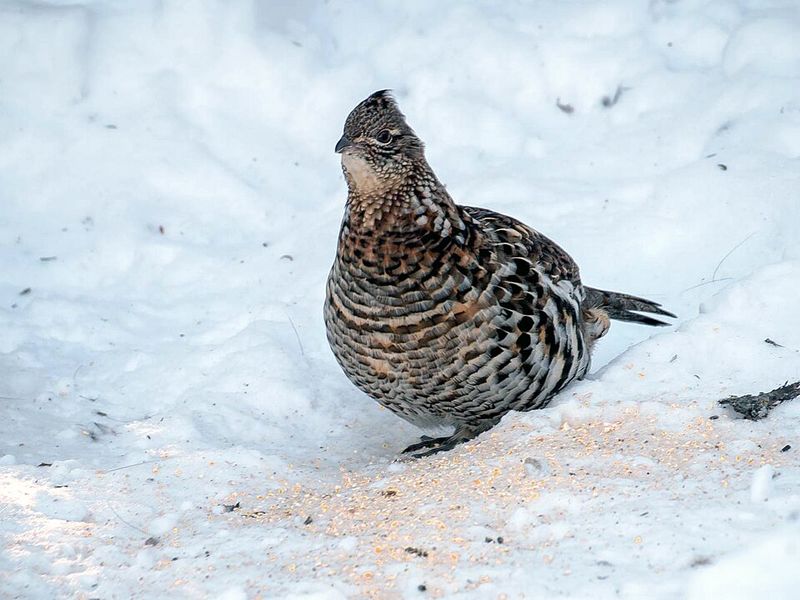 Ruffed Grouse