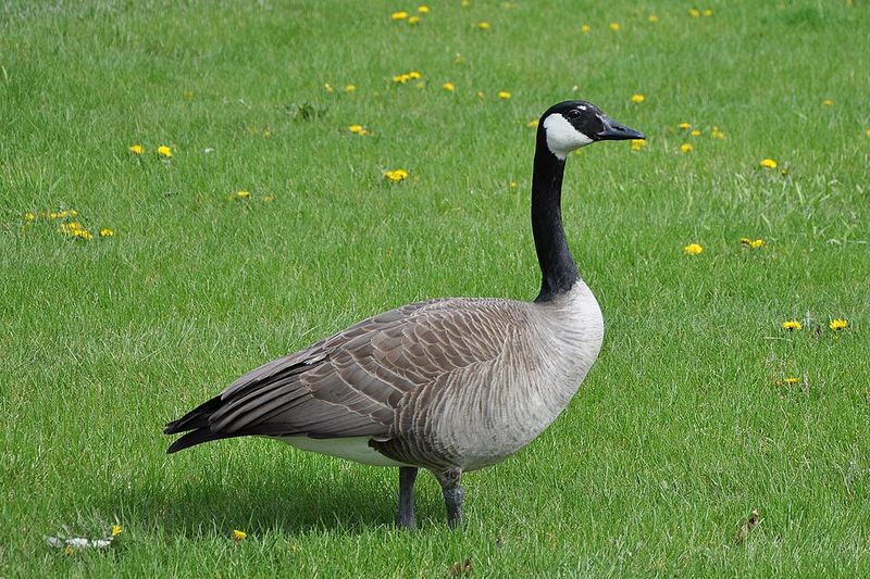 Canada Goose