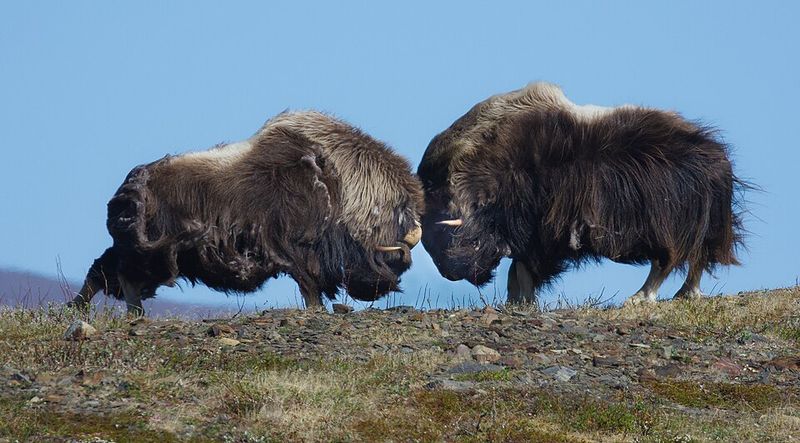 Musk Ox