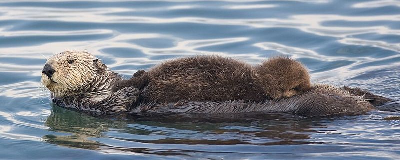 Sea Otter