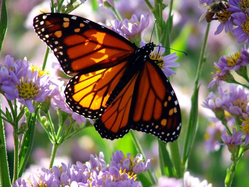 Monarch Butterfly