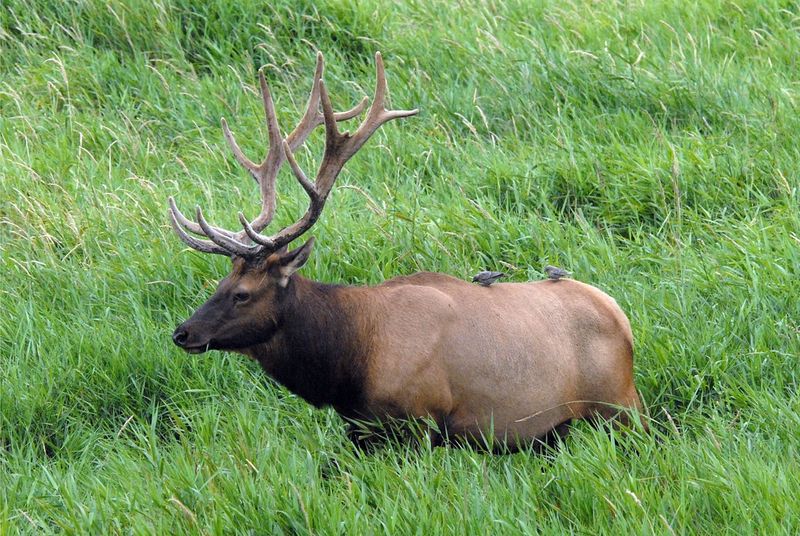 Roosevelt Elk