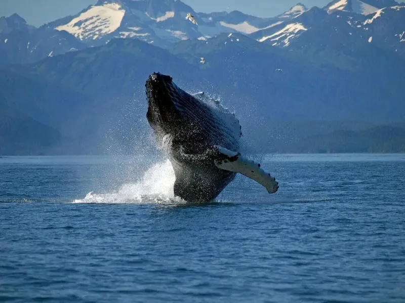Humpback Whale