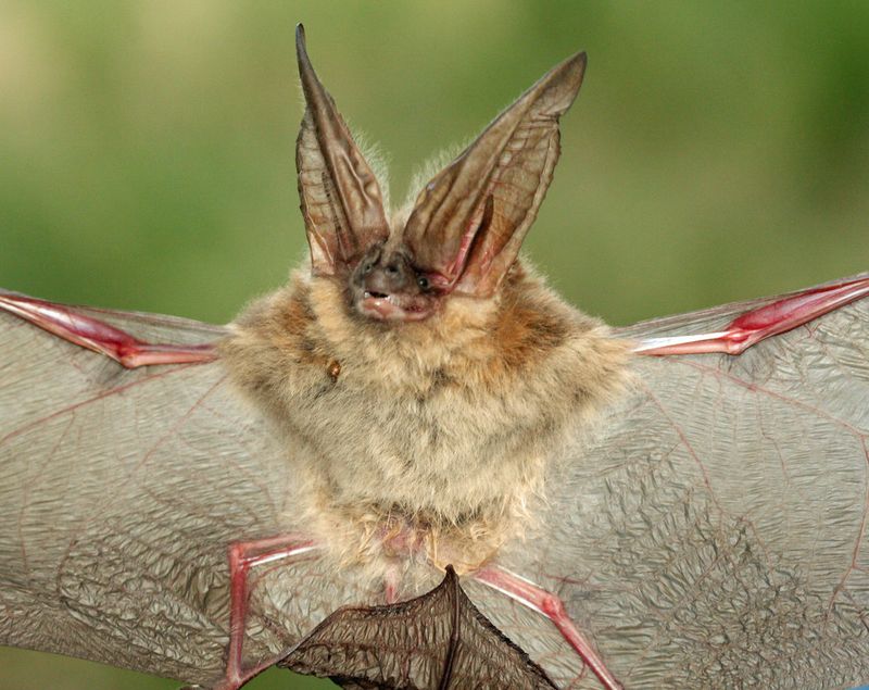 Townsend's Big-eared Bat
