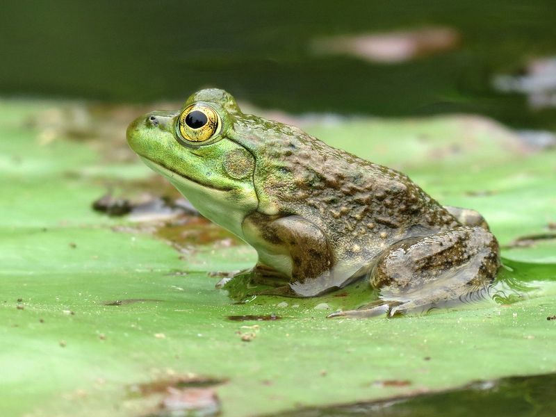 American Bullfrog