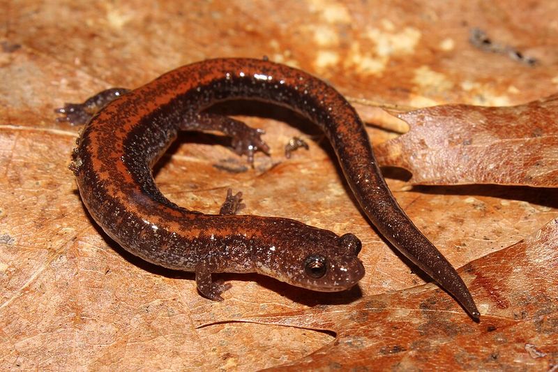 Red-Backed Salamander