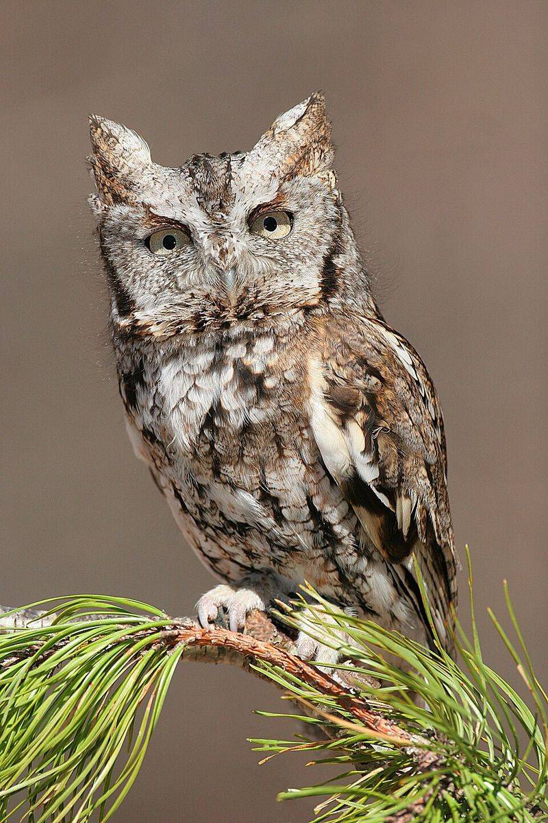 Eastern Screech-Owl