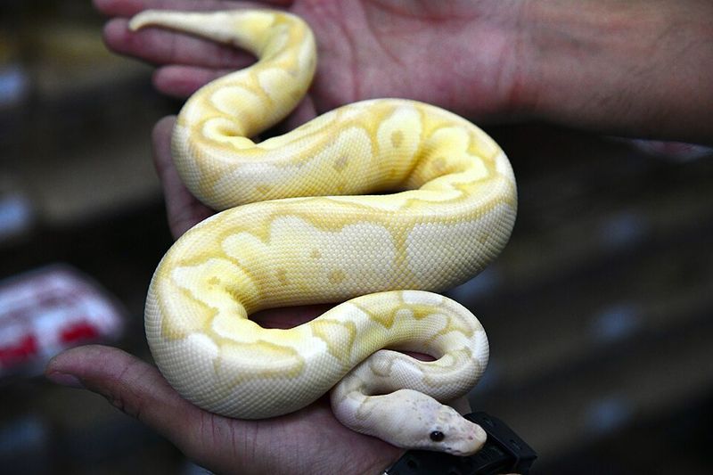 Ball Python